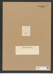 Diatomeae indet. Zeichnungen Sammlung Grunow Nr. 7754 (NHMW-BOT-W0376979)